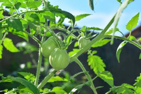 Green tomatoes on tomato tree Stock-Fotos