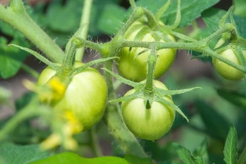 Green tomatoes on tomato tree 스톡 사진