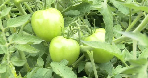 Green Tomatoes on Vine - 4k Stock Footage 67245443