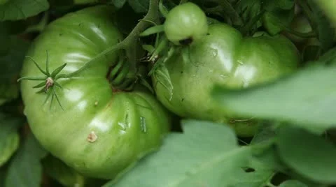 Green tomatoes on the vine Vídeos de archivo 11690866