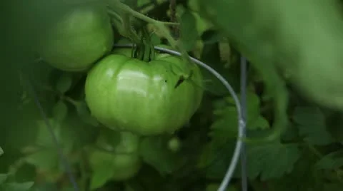 Green tomatoes on the vine Vídeos de archivo 11700894