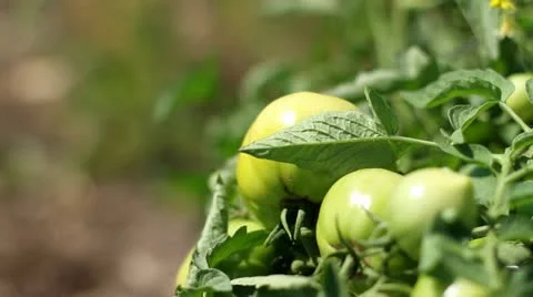Green Tomatoes on Vine Stock Footage 12096988