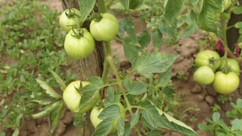 Green tomatoes on vine in the garden Stock Footage 201843779