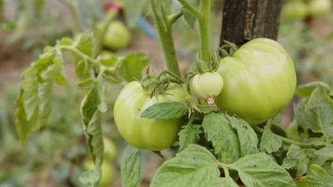 Green tomatoes on vine in the garden Stock Footage 201843806