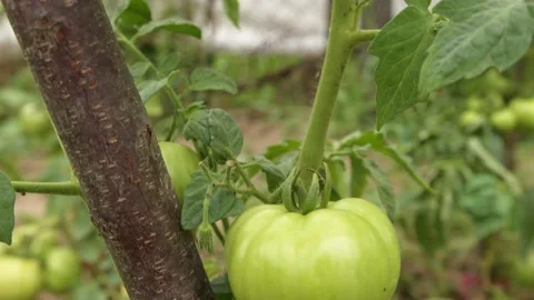 Green tomatoes on vine in the garden Stock Footage 201843887