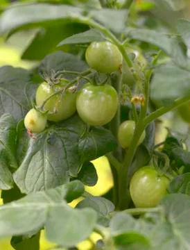 Green tomatoes on vine Stock Photos