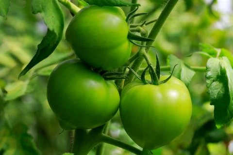 Green tomatoes on vine Stock Photos