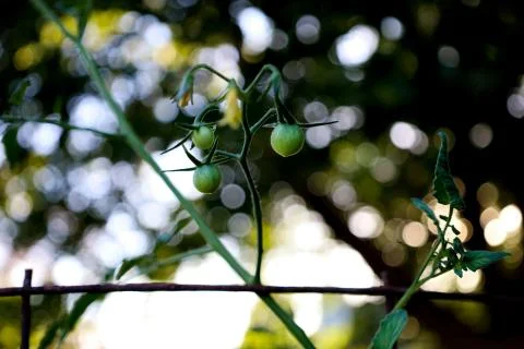 Green tomatoes on vine 写真素材
