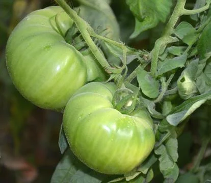 Green tomatoes on the vine.	 Stock Photos