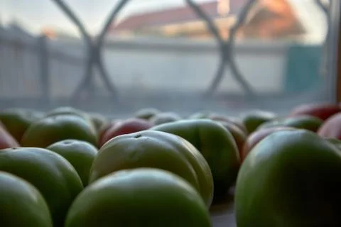 Green tomatoes on a window background Stockfoto's
