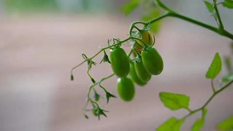 Green tomatos Stock Footage 246922522