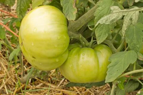 Green tomatos Photos