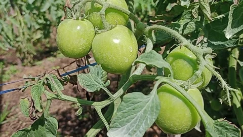 Green tomattoes Stock Footage 274060532