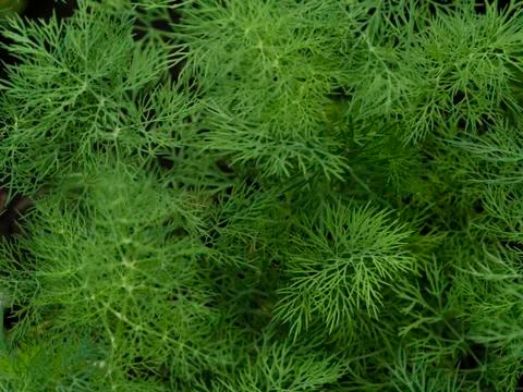 Green toned pattern background with leaves. 스톡 사진