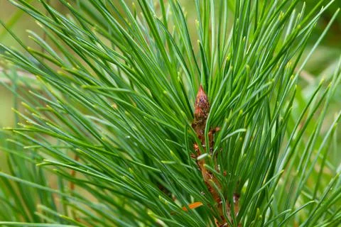 The green top of the siberian pine tree Stock Photos