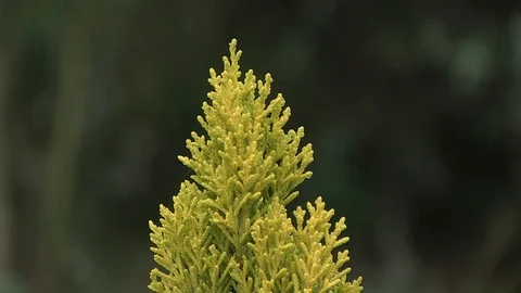 GREEN TOP TREE FOCUSED Stock Footage 90752281