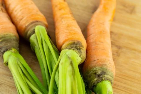 Green tops of orange carrots long and ripe autumn harvest closeup Stock Photos