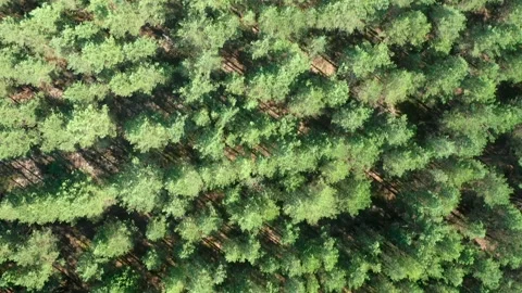 Green tops of pine trees from above in the bright sun Stock Footage 166742510