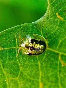 Green tortoise beetle Stock Photos