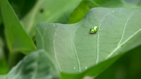 Green Tortoise Shell Bug Stays Still On A Leaf Angle 1 Video stock 308815553