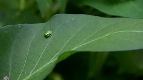 Green Tortoise Shell Bug Stays Still On A Leaf Angle 2 Video stock 308817614