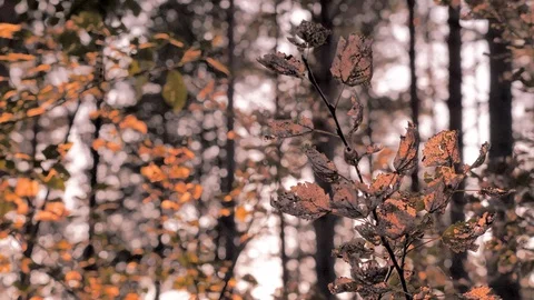 Green tourism background. Tree trunks, branches and leaves on sunset background Stock Footage 108250285