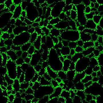 Green toxic bio cells. Vector illustration seamless pattern background Stock Illustration
