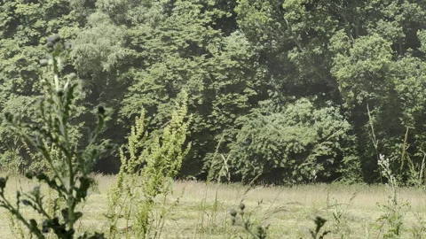 Green Tractor cutting grass in a field Video stock 204870269