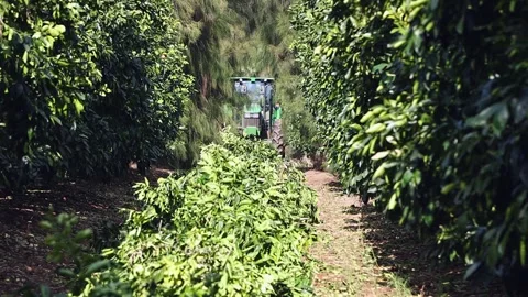 Green tractor pulling mulcher picks up pruned citrus tree branches Stock Footage 297248482
