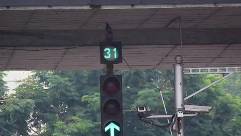 Green traffic signal with digital countdown timer and directional arrow Stock Footage 347655306