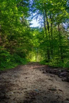 Green trail into the forest Stock Photos