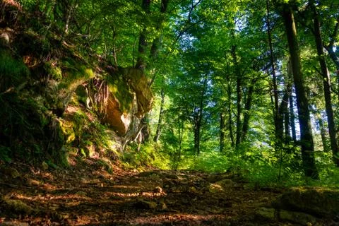 Green trail into the forest Stock Photos