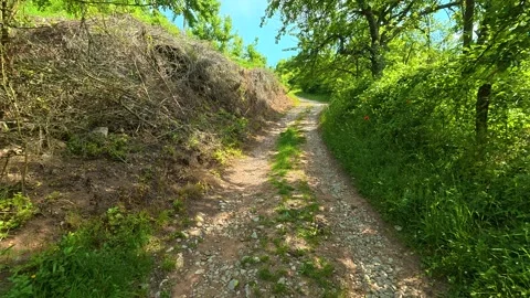 Green trail winds through thick bushes and trees. Vrmdza Lake hike. Serbia Stock-Footage 338024283