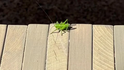 Green translucent grasshopper with large antenna Stock Footage 311874152