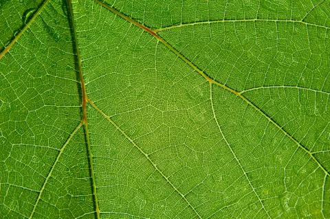 Green transparent leaf Stock Photos