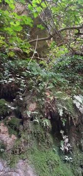 THE GREEN TREE 1 Stock Photos