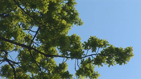 Green tree 2 Stock Footage 5308786