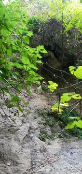 THE GREEN TREE 2 Stock Photos