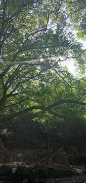 THE GREEN TREE 3 Stock Photos