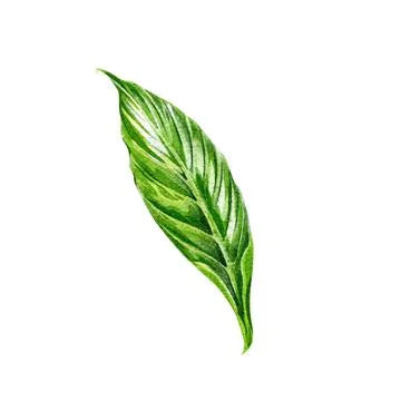 Green tree abstract leaf isolated on white background. Watercolor hand drawn Stock Illustration