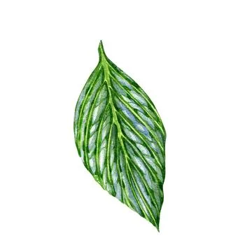 Green tree abstract leaf isolated on white background. Watercolor hand drawn Stock Illustration
