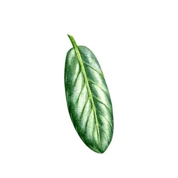 Green tree abstract leaf isolated on white background. Watercolor hand drawn Stock Illustration