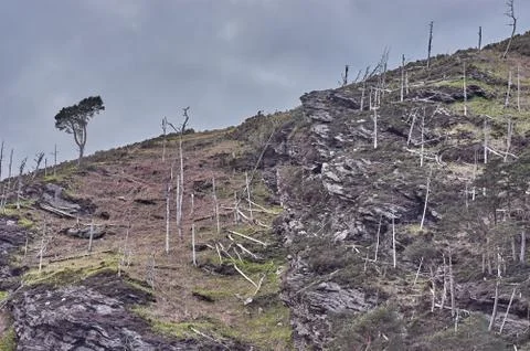 Green tree after forest fire in Ireland. Green tree survives forest fire. Lon Stock Photos