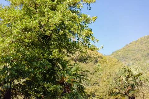 Green tree against the backdrop of the mountains Stock Photos