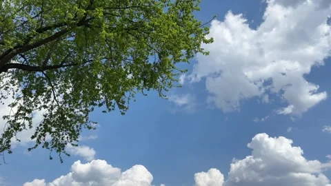 Green tree against blue sky with clouds. Video stock 322562656