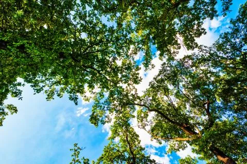 Green tree against blue sky with clouds Stock Photos