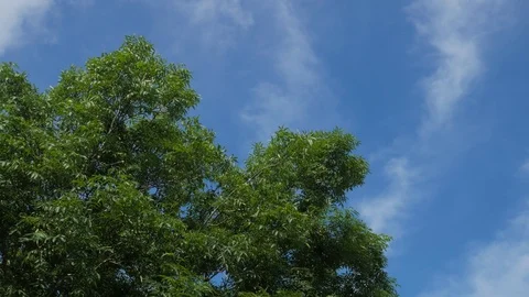 Green tree against blue summer sky 스톡 동영상 90545816