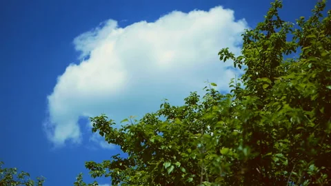 Green tree against the sky with clouds. Stock Footage 136286835