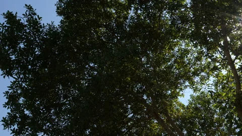 Green tree against the sky. Stock Footage 97917834