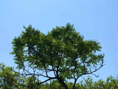 Green tree against the sky. Stock Photos